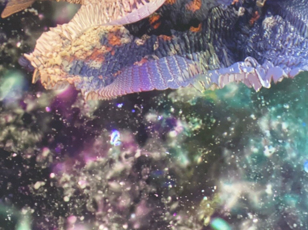 NEWART Centre-雷乌斯必去景点