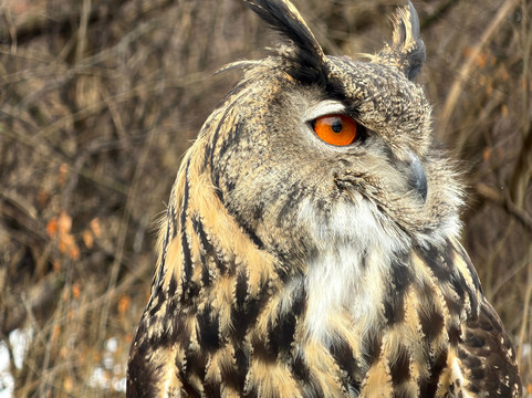 Ohio School Of Falconry-哥伦布必去景点