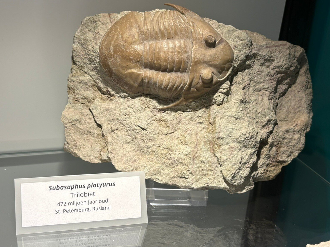 Het Oertijdmuseum-Boxtel必去景点