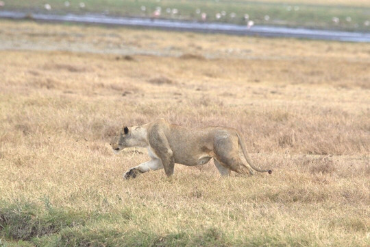 Regal African Safaris-Usa River必去景点