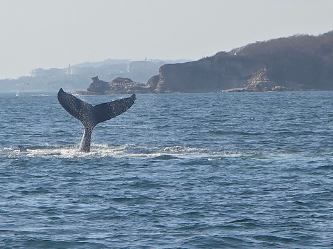 Ally Cat Sailing Adventures-利他必去景点