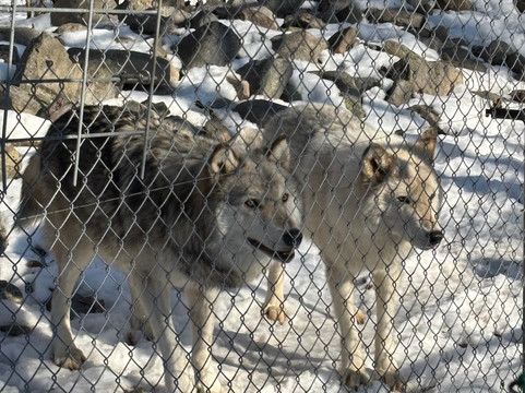 Lakota Wolf Preserve-Columbia必去景点