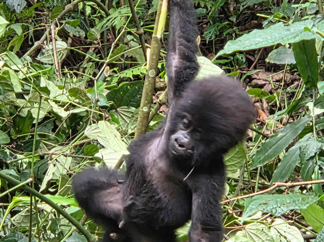 Empirical Tour and Travel Ltd-吉塞尼必去景点