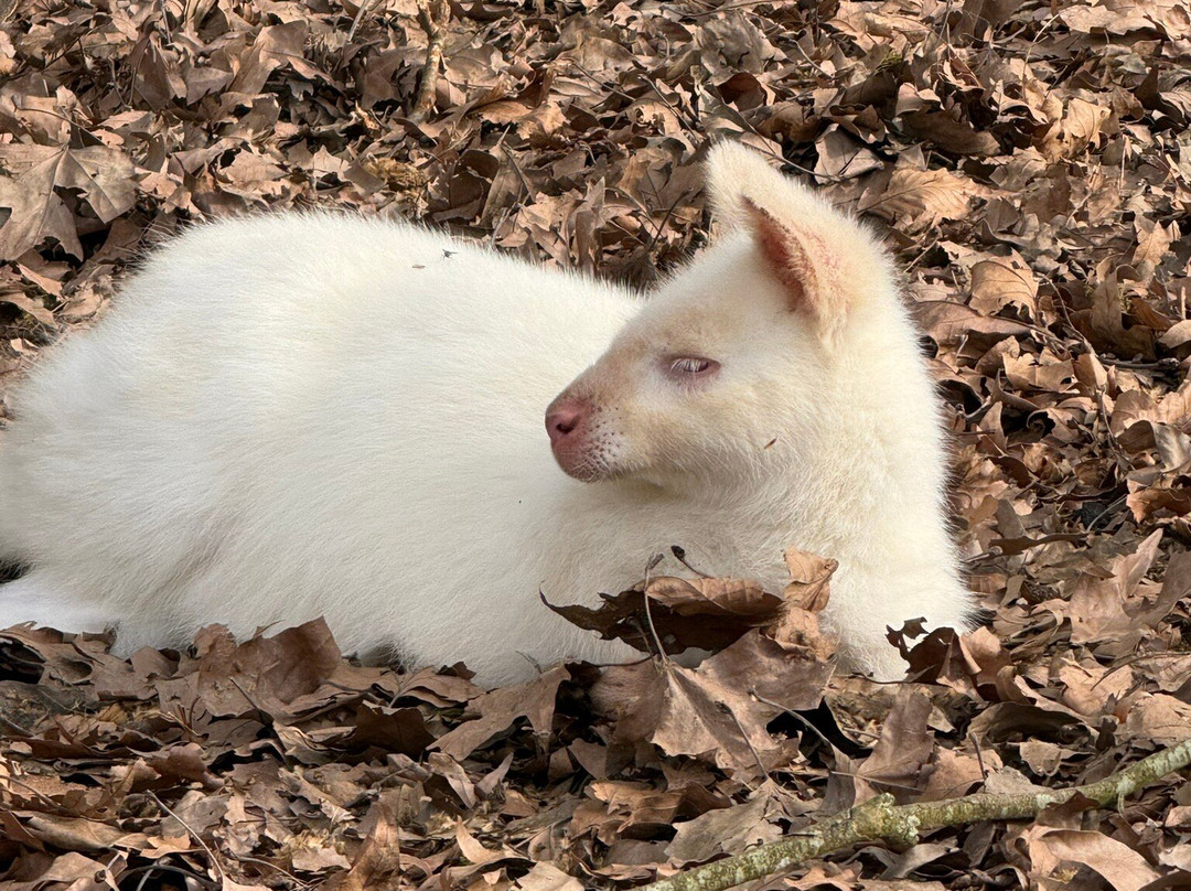 Parc Animalier et Botanique de Branféré-Le Guerno必去景点