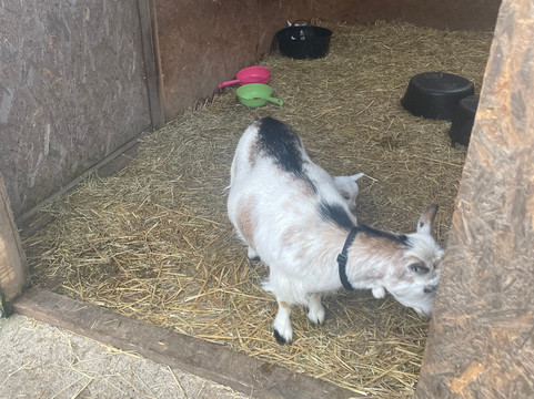 Meadowcroft Farm Alpacas-Bury必去景点