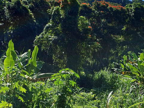 Dominica Botanic Gardens-罗索必去景点