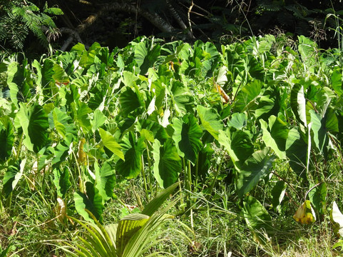 Raro Mountain Safari Tour-拉罗汤加必去景点