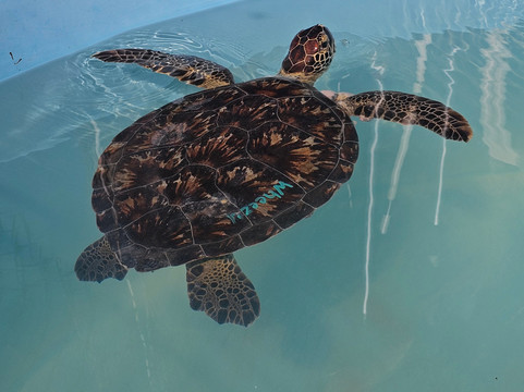 Sea Turtle Center-马拉松必去景点