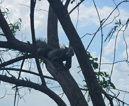 Punta Culebra Nature Center-巴拿马城必去景点
