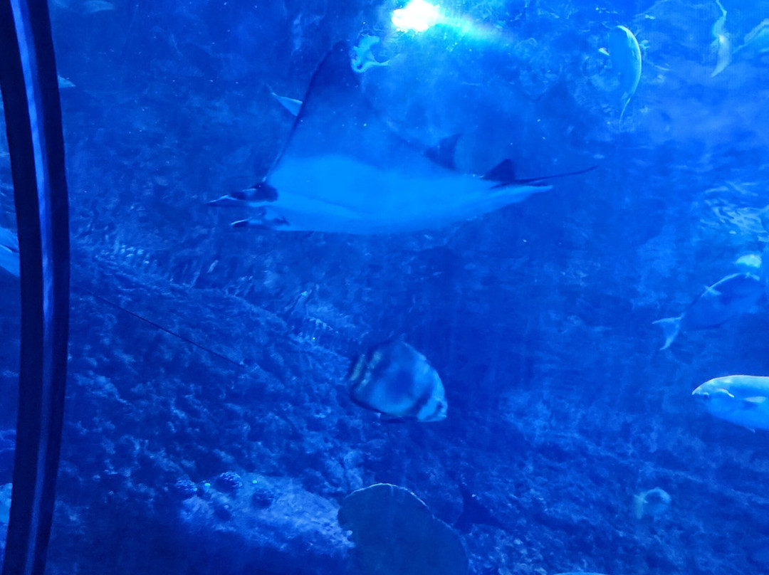 The National Aquarium Abu Dhabi-阿布扎比必去景点