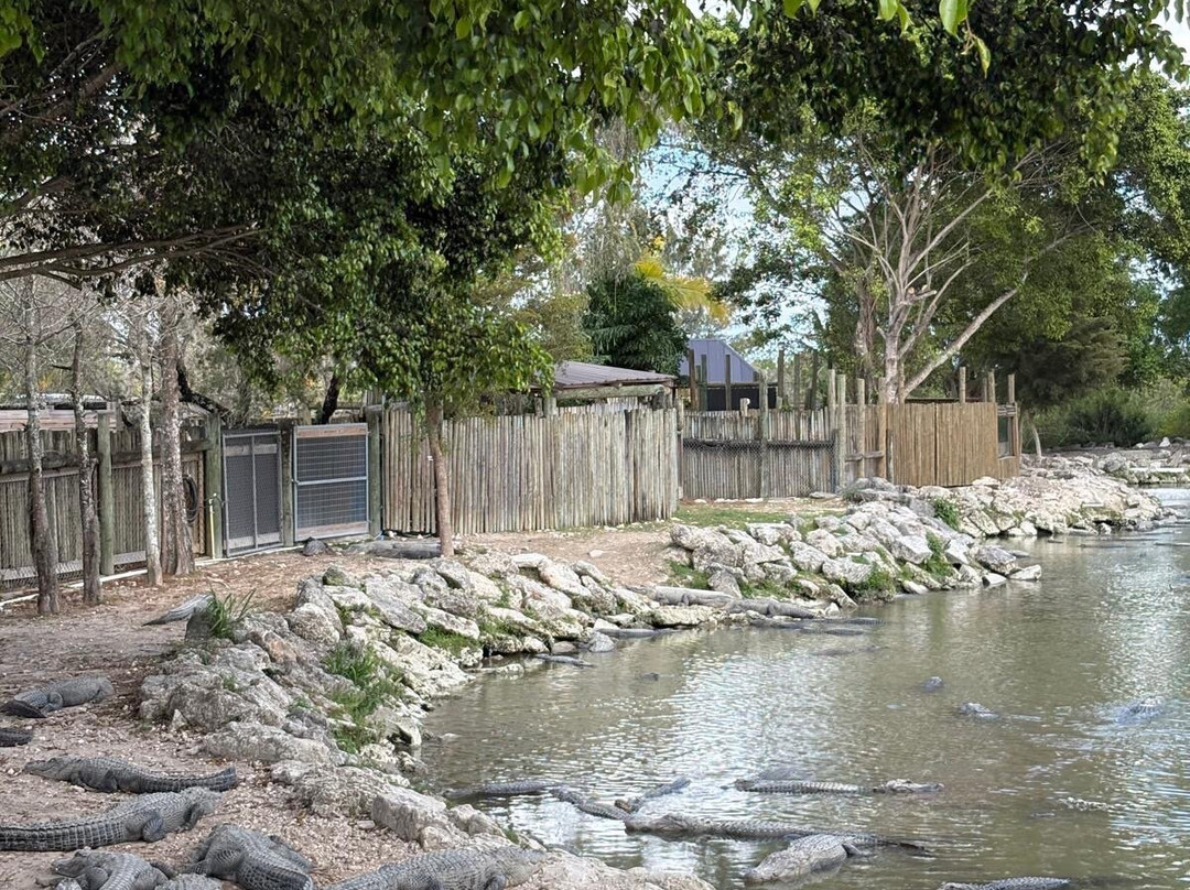 大沼泽地鳄鱼场-霍姆斯特德必去景点