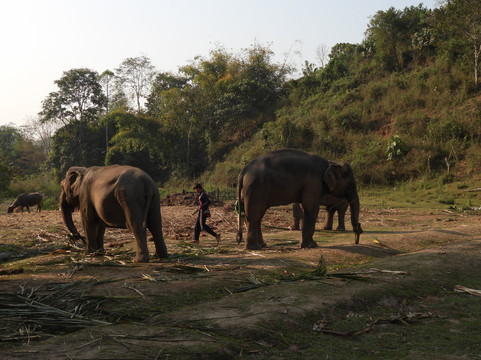 Elephant Peace Project-清莱必去景点