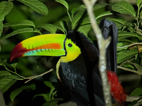 Monteverde Nature Tracks-蒙特沃德必去景点