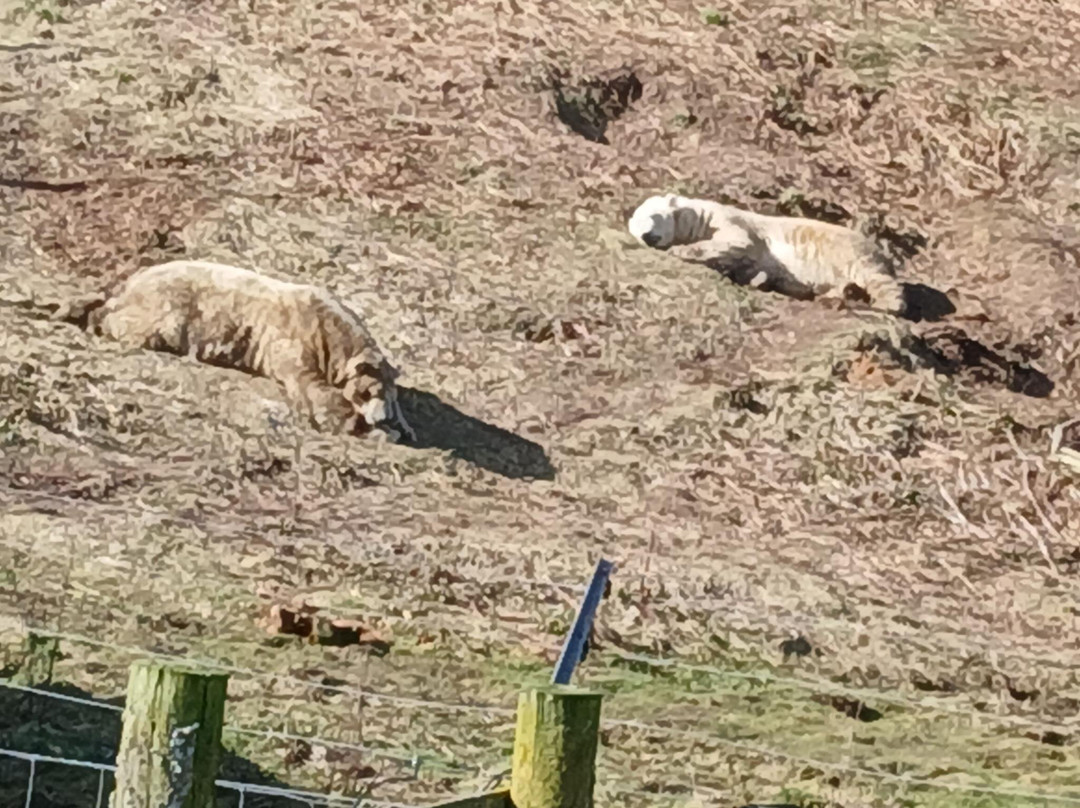 Highland Wildlife Park-Kincraig必去景点