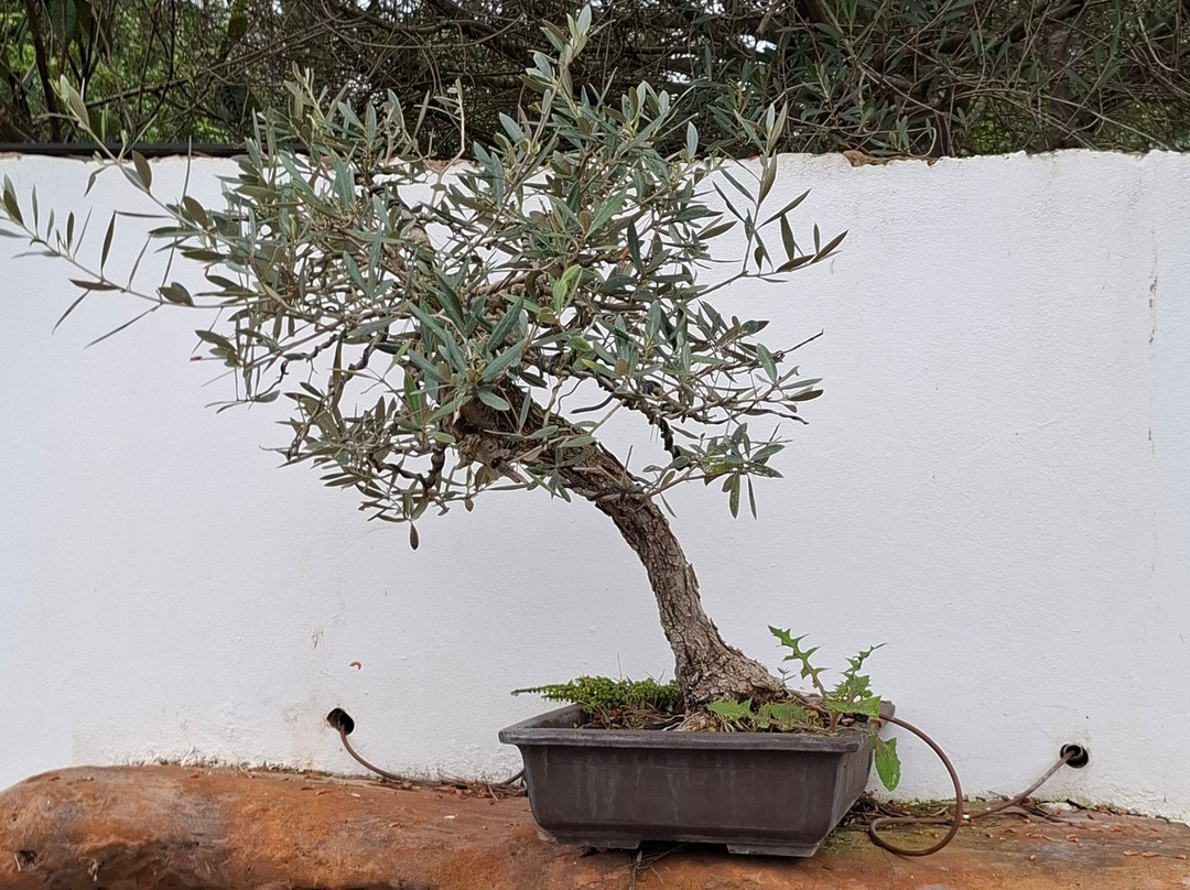 Ibiza Botánico Biotecnológico-Sant Rafel必去景点