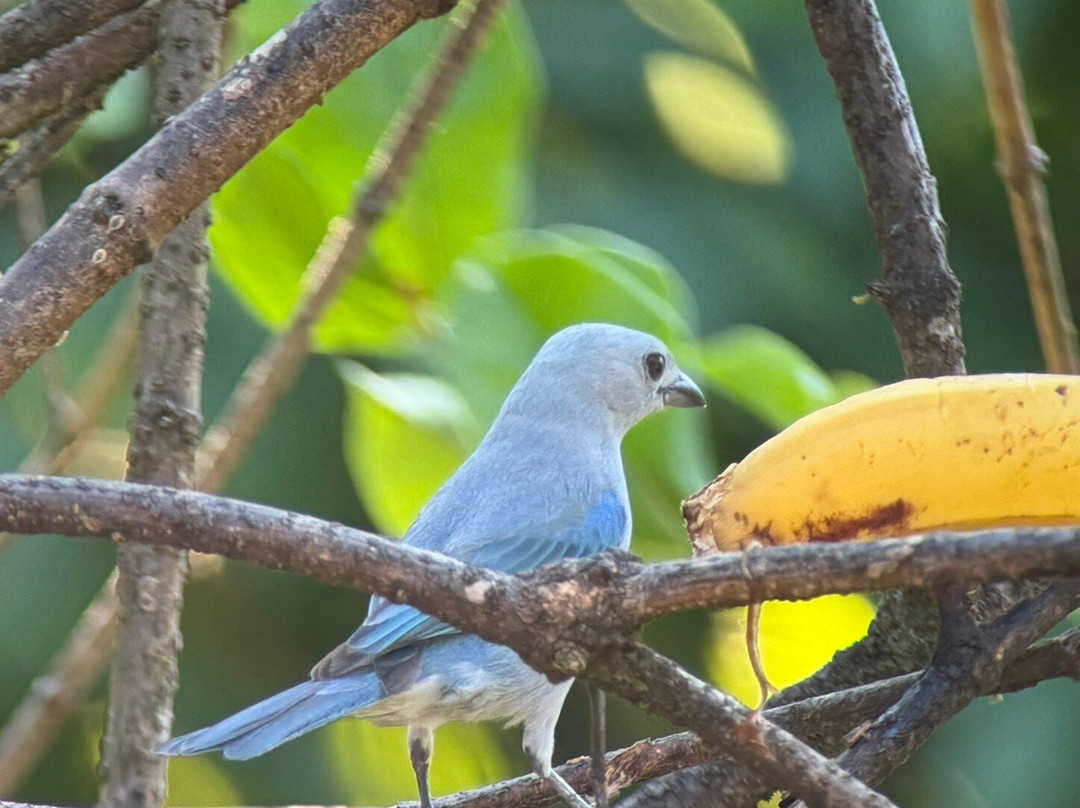 Johan Chaves - Nature and birding Tours-哥斯达黎加安东尼奥国家公园必去景点