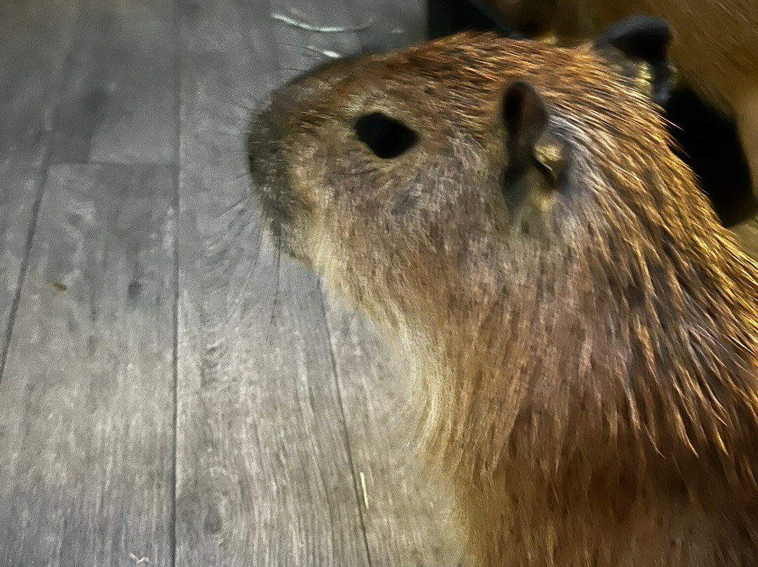 Capybara Cafe-Saint Augustine Beach必去景点