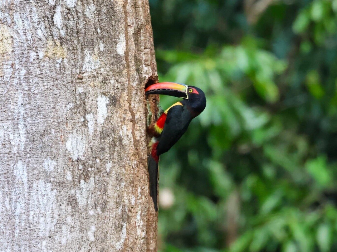 Osa Green Travel-希门尼斯港必去景点