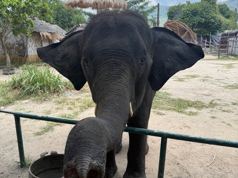 I Love Elephant Samui-Na Mueang必去景点