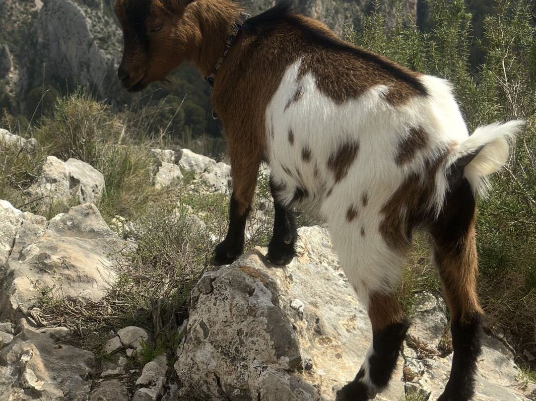 Euro Goat Trekkers-Tarbena必去景点