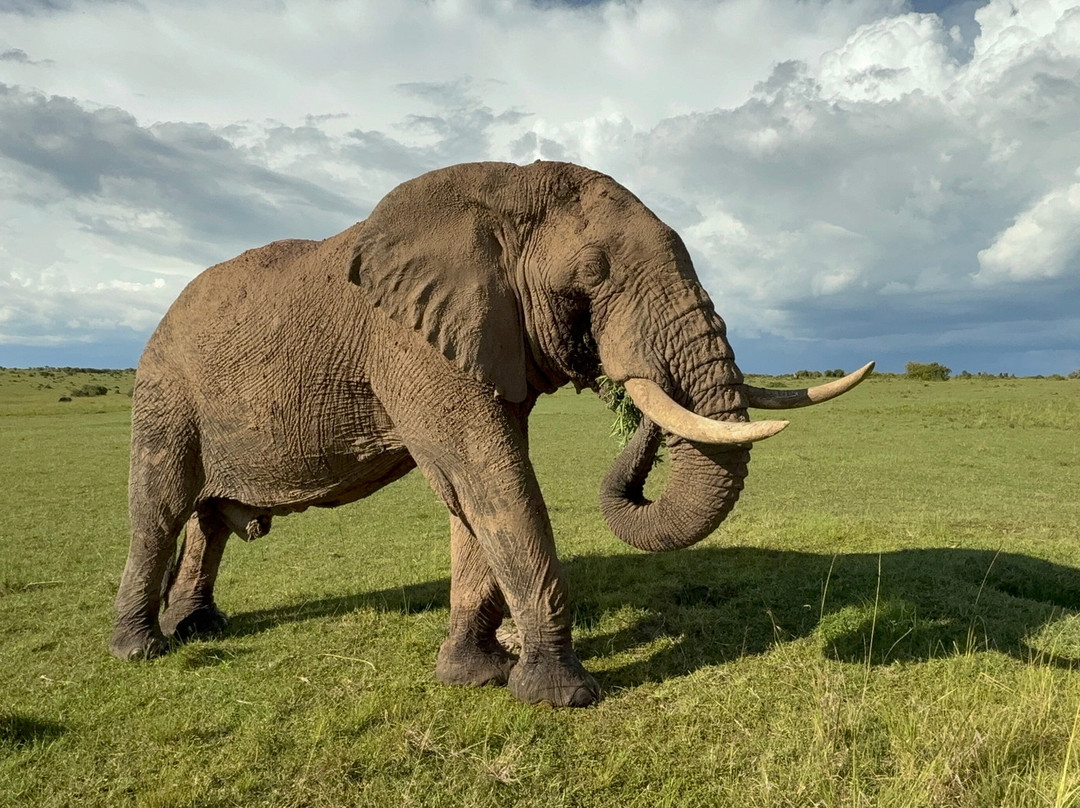 JT Safaris-迪亚尼必去景点