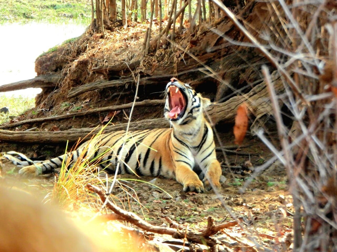 Tadoba Andhari National Park-Chandrapur District必去景点