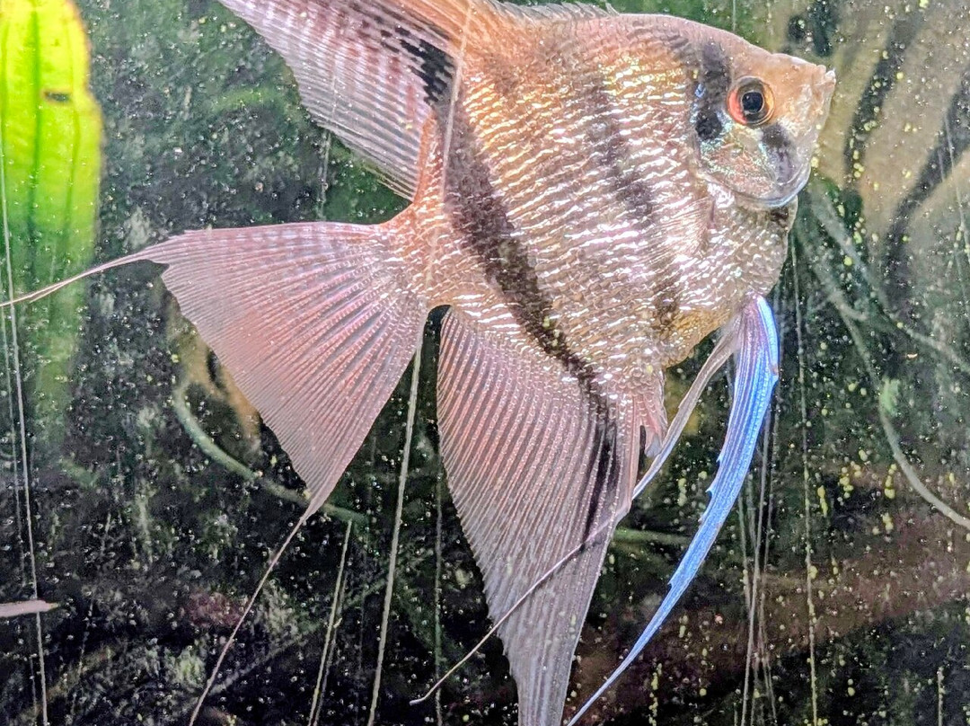 Palmiarnia Poznanska (Palmenhaus Poznan)-波兹南必去景点