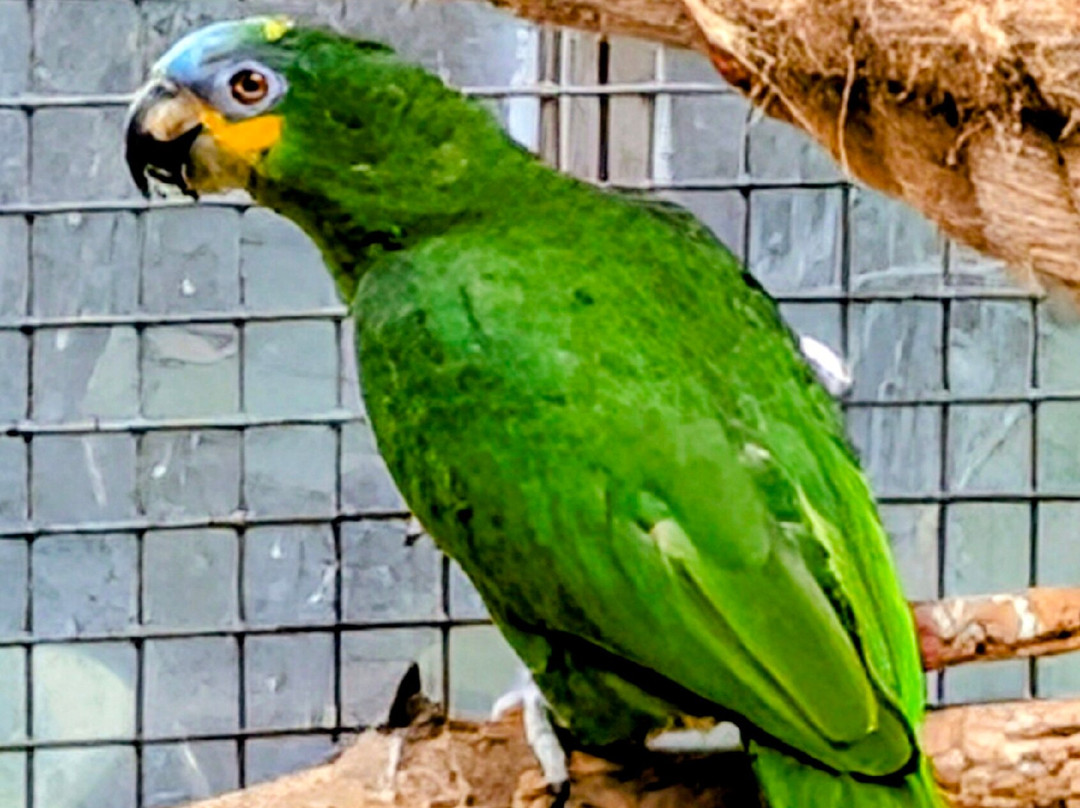 Palmiarnia Poznanska (Palmenhaus Poznan)-波兹南必去景点