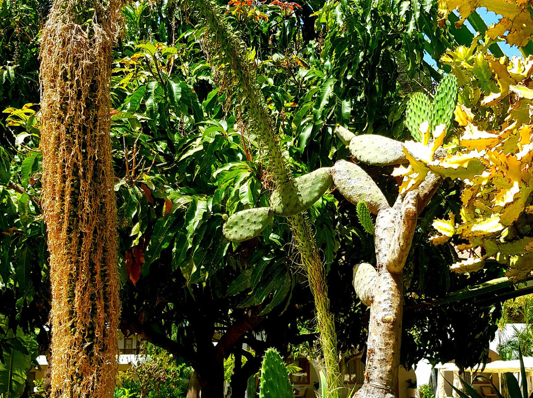 丽笙度假村及公寓特内里费 - 限成人