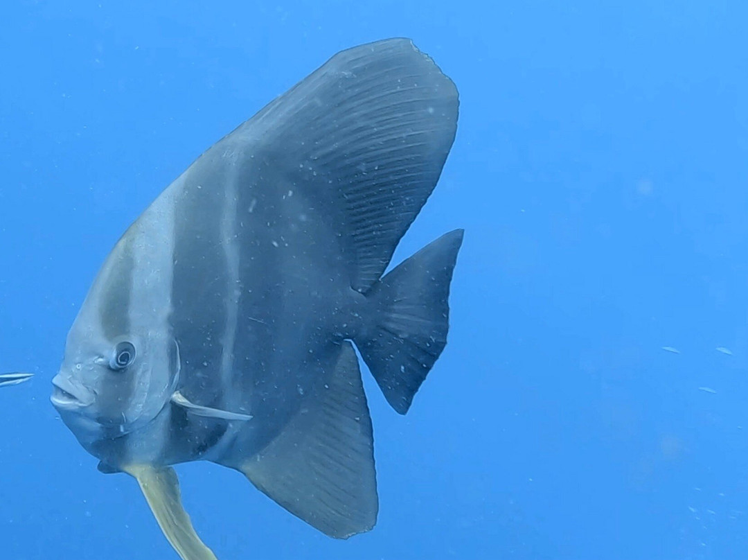 Gold Coast Dive Adventures-Runaway Bay必去景点