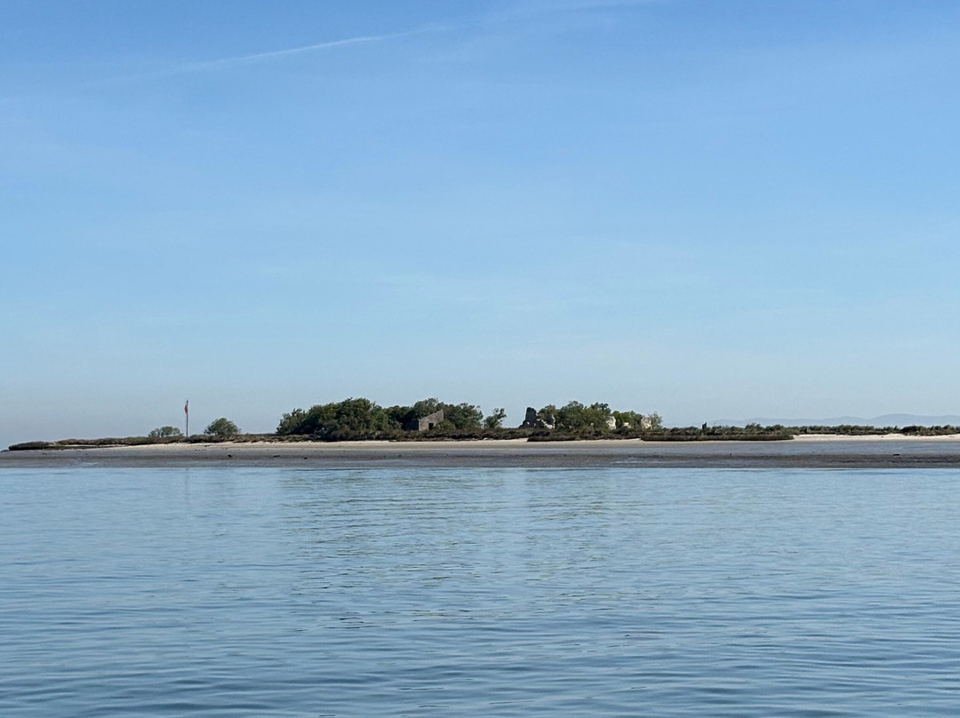 Sterna - Aveiro Ria Tours & Birdwatching-阿威罗必去景点