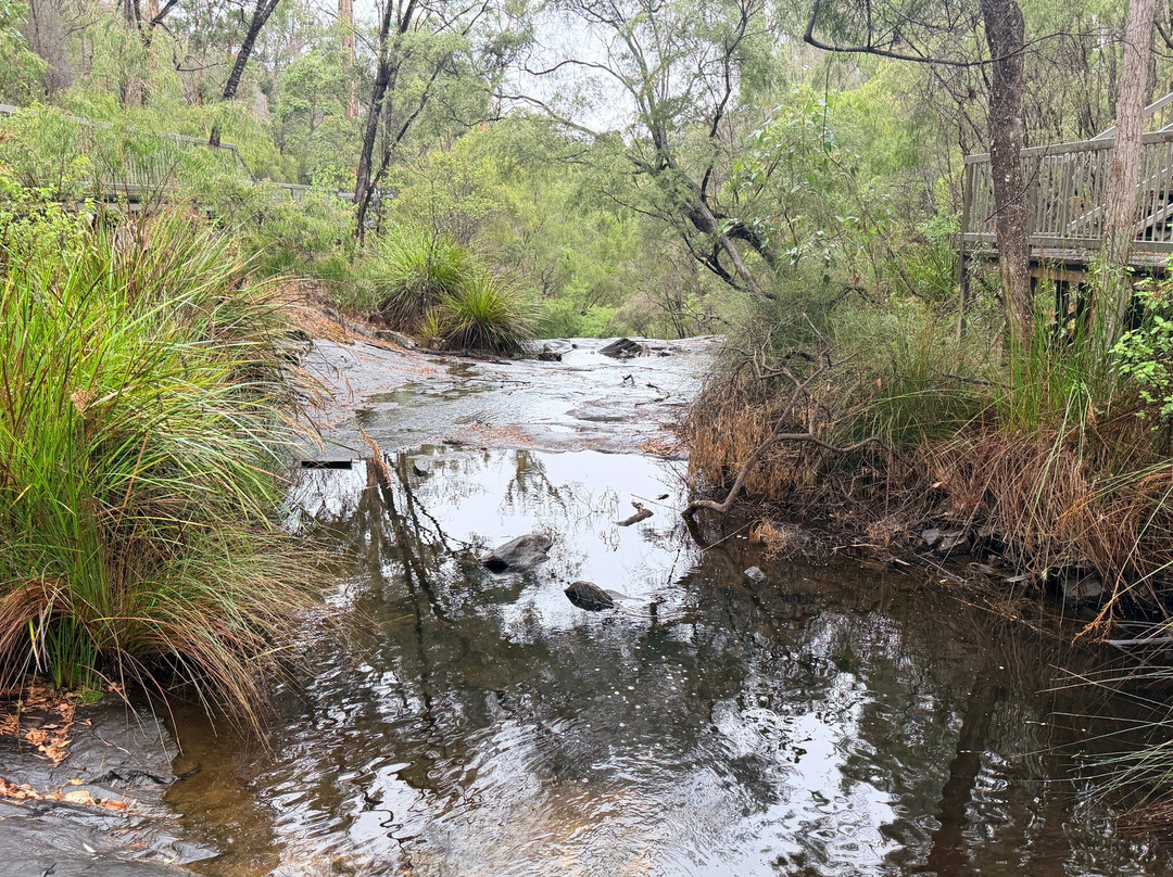 Beedelup National Park-彭伯顿必去景点