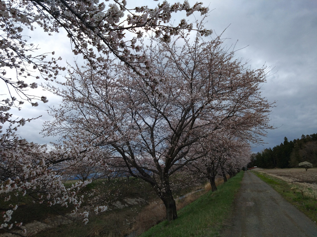 Fujitagawa Fureai Zakura-郡山市必去景点