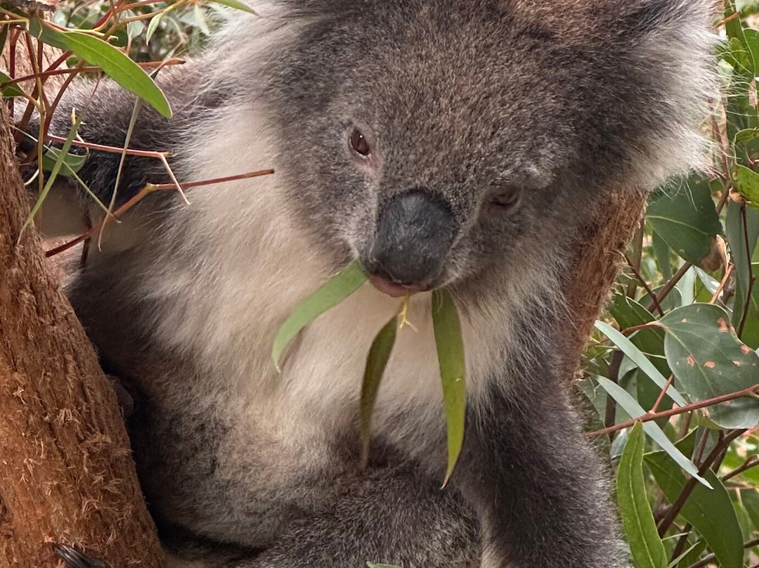 Cleland Wildlife Park-Crafers必去景点