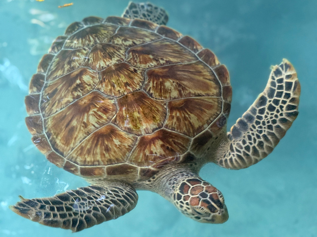 Joyful To Zanzibar-Kizimkazi Dimbani必去景点