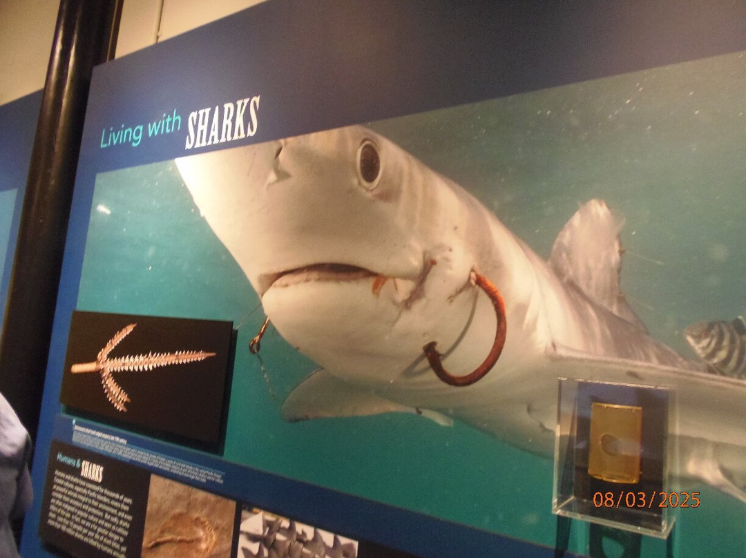 Harvard Museum of Natural History-剑桥必去景点