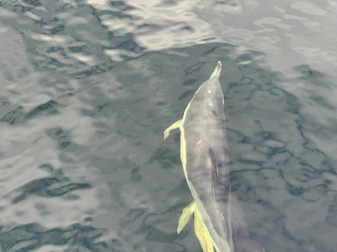 Killybegs Angling Charters