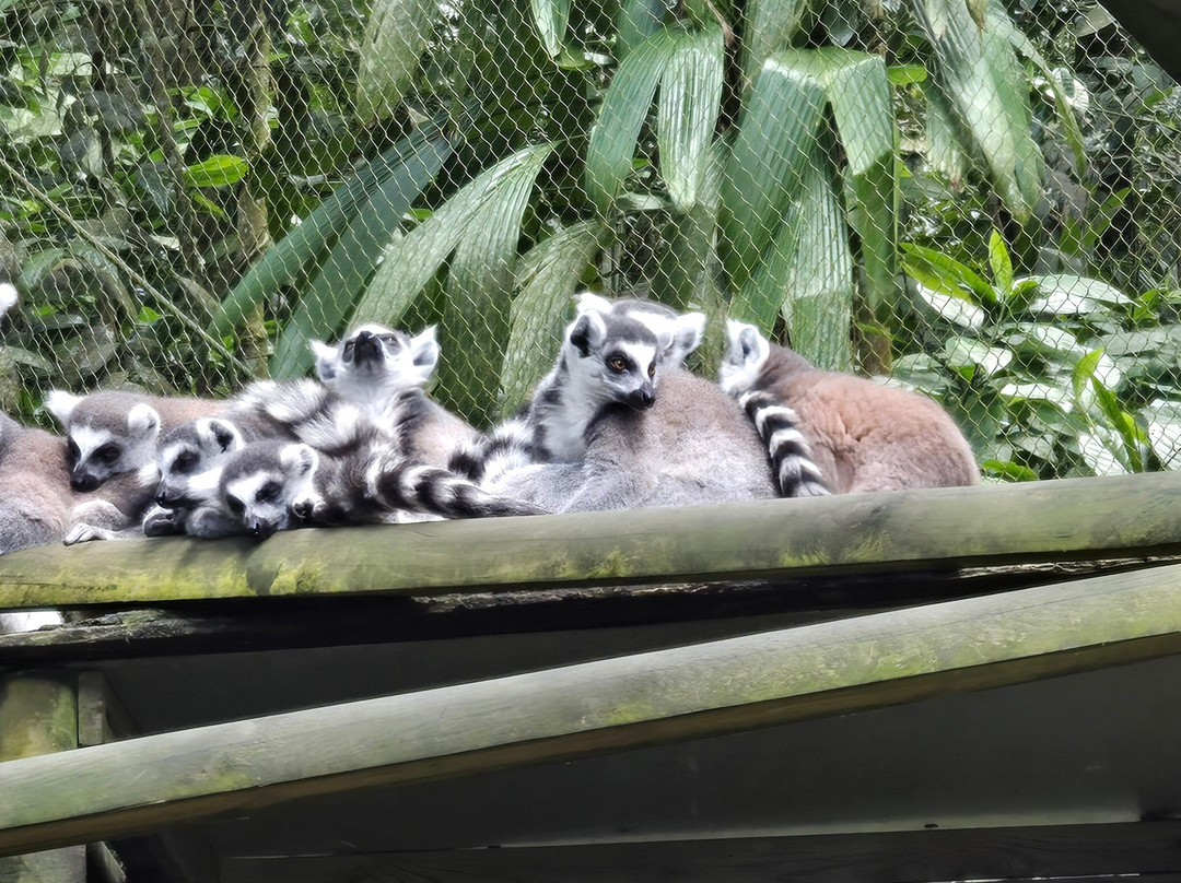 Zoo De Guadeloupe Au Parc Des Mamelles-Bouillante必去景点