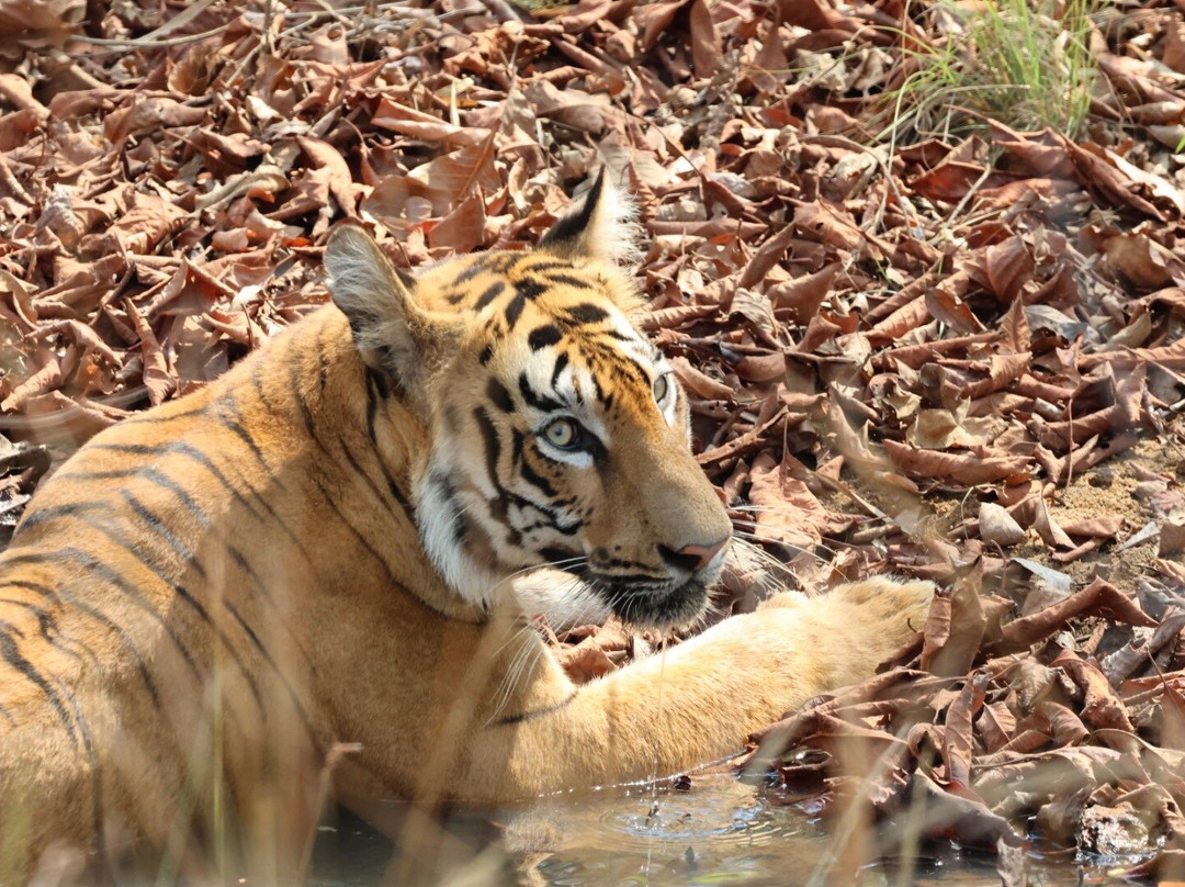Tiger Journey-Tala必去景点