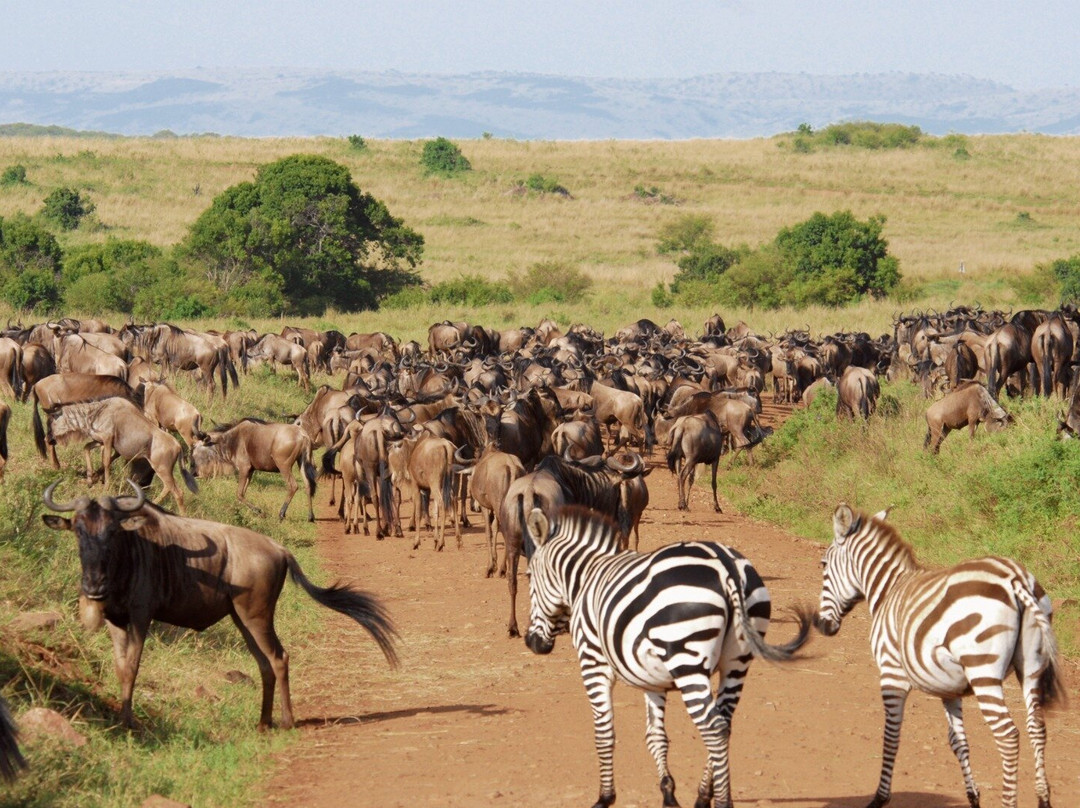 Ngorongoro Crater-恩戈罗恩戈罗保护区必去景点