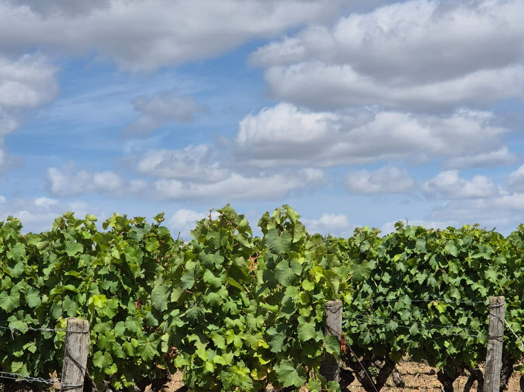 Domaine De Roche Blonde - Christophe Gaudron-Vernou-sur-Brenne必去景点