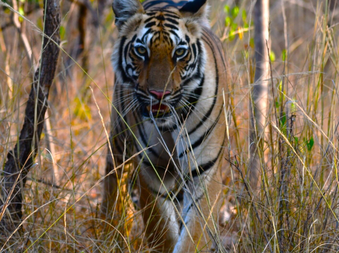 Tadoba Andhari National Park-Chandrapur District必去景点
