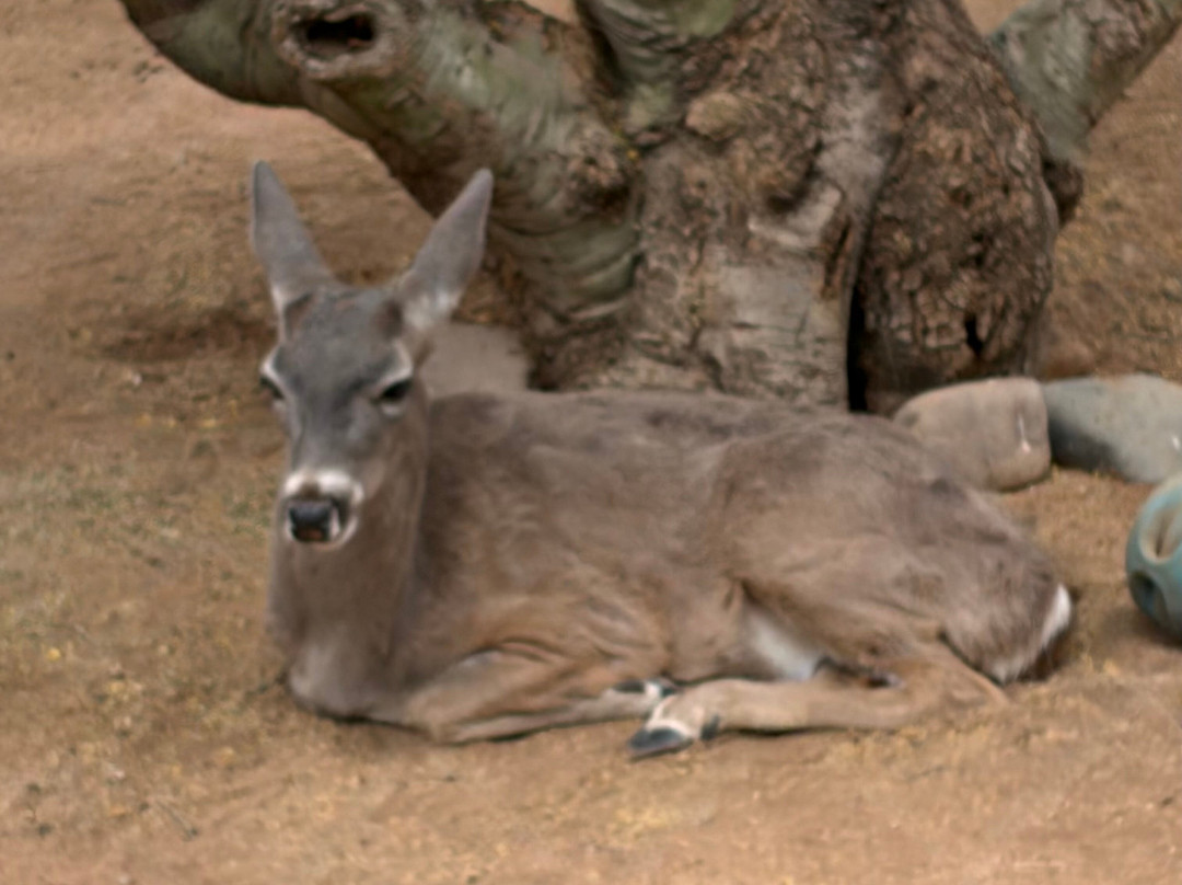 Southwest Wildlife Conservation Center-斯科茨代尔必去景点