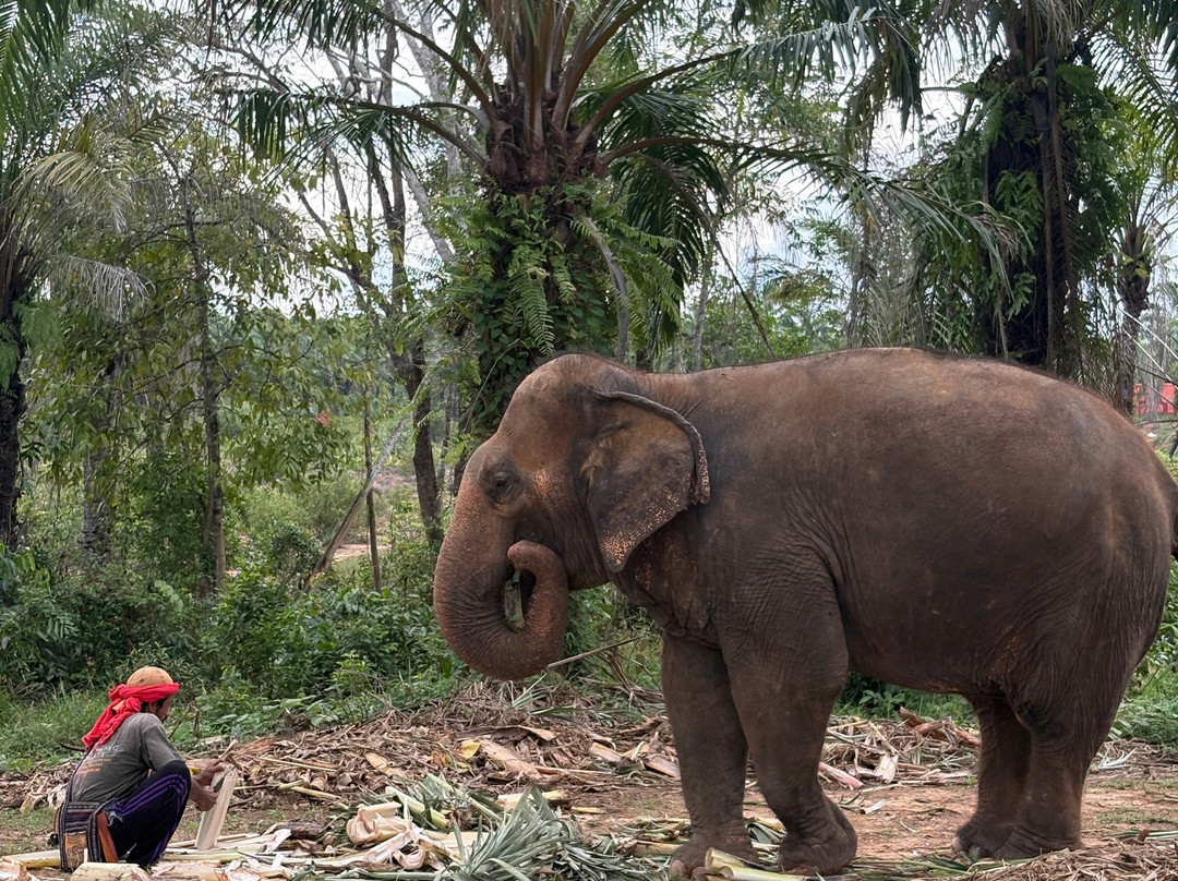 Following Giants - Krabi-Khlong Hin必去景点