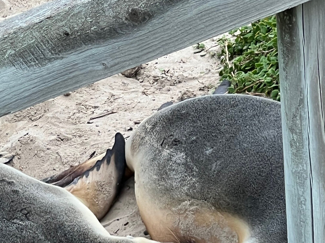 Seal Bay Conservation Park-Seal Bay必去景点