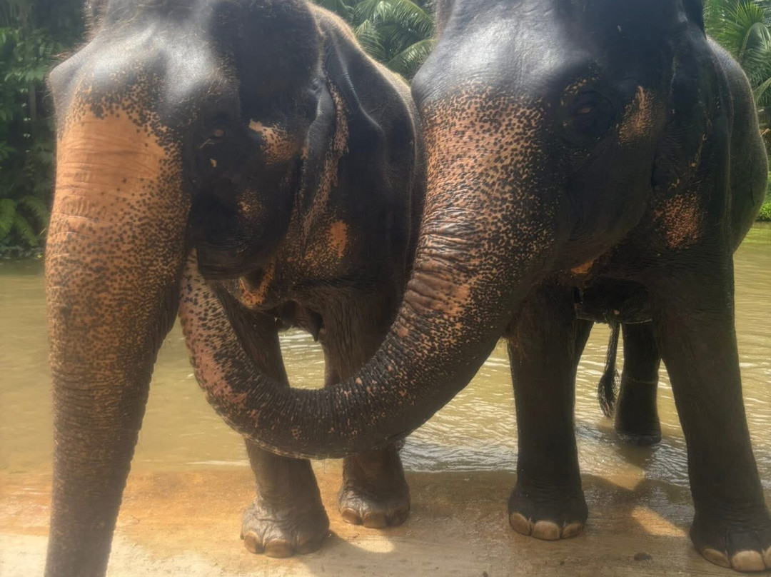 Krabi Elephant Sanctuary-甲米必去景点