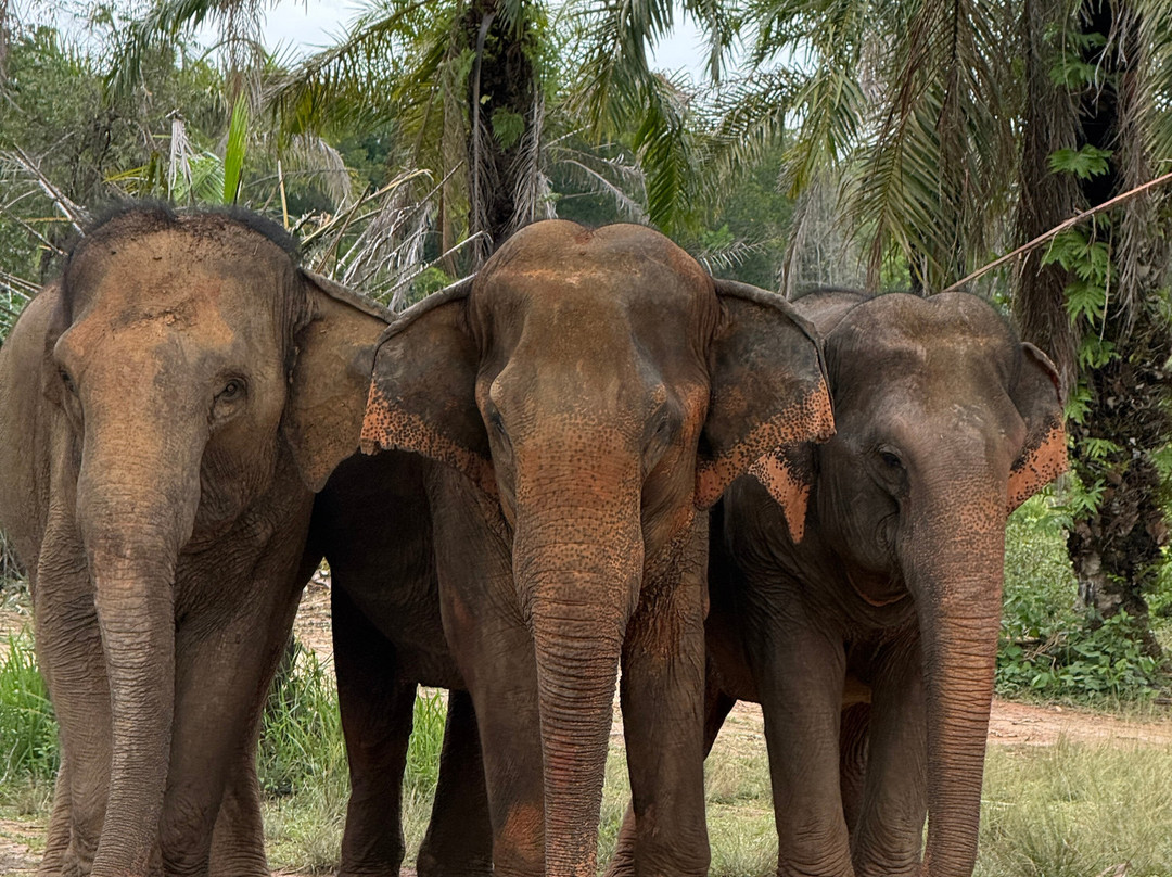 Following Giants - Krabi-Khlong Hin必去景点