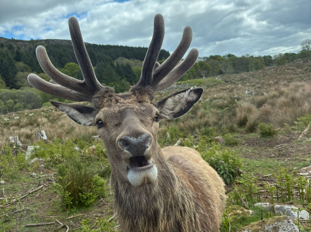 Bainloch Deer Park-Dalbeattie必去景点