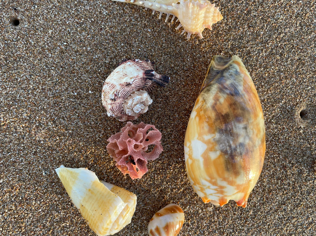 萨姆森海滩小屋别墅主图