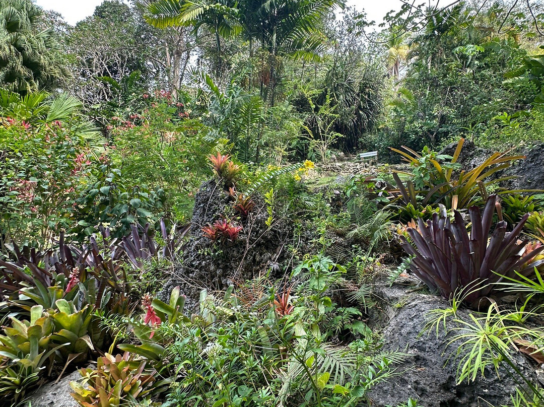 Andromeda Botanic Gardens-Bathsheba必去景点